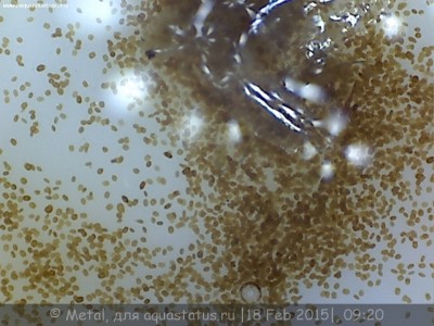 Помогите подобрать микроскоп по аквариумистике 21 Июль 2018 08:59 первое Помогите подобрать микроскоп по аквариумистике 21 Июль 2018 08:59 первое