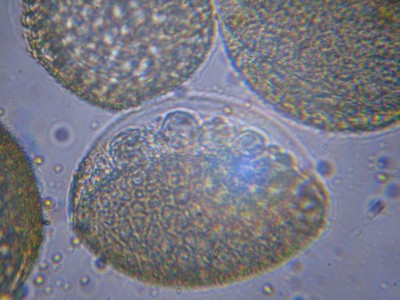 Удивительные фотографии под микроскопом 07 Июнь 2014 11:00 второе Удивительные фотографии под микроскопом 07 Июнь 2014 11:00 второе