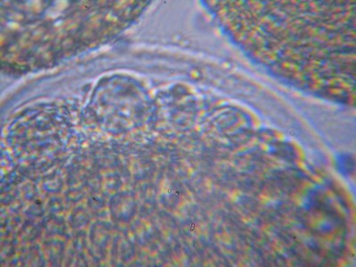 Удивительные фотографии под микроскопом 07 Июнь 2014 11:00 первое Удивительные фотографии под микроскопом 07 Июнь 2014 11:00 первое