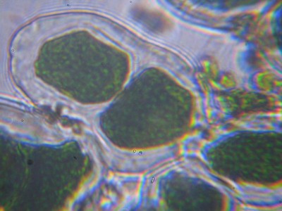 Удивительные фотографии под микроскопом 10 Июнь 2014 12:25 второе Удивительные фотографии под микроскопом 10 Июнь 2014 12:25 второе