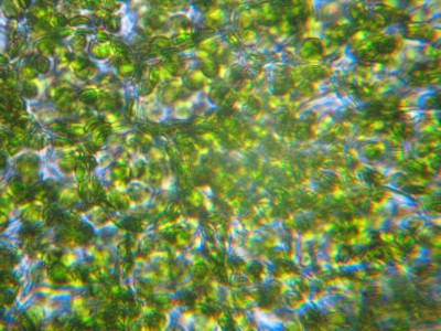 Удивительные фотографии под микроскопом 28 Июнь 2014 15:40 Удивительные фотографии под микроскопом 28 Июнь 2014 15:40