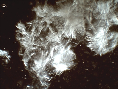 Удивительные фотографии под микроскопом 05 Июль 2013 15:38 второе Удивительные фотографии под микроскопом 05 Июль 2013 15:38 второе