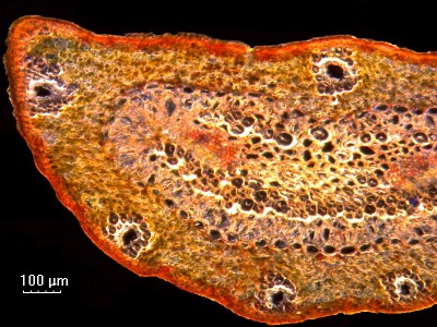 Удивительные фотографии под микроскопом 21 Октябрь 2014 12:16 первое Удивительные фотографии под микроскопом 21 Октябрь 2014 12:16 первое