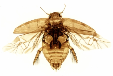 Лето под микроскопом 23 Июль 2013 13:35 второе Лето под микроскопом 23 Июль 2013 13:35 второе
