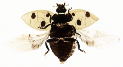 Лето под микроскопом 23 Июль 2013 13:35 первое Лето под микроскопом 23 Июль 2013 13:35 первое