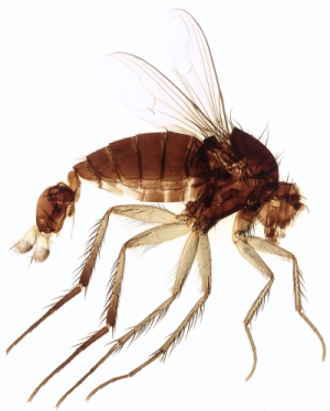 Лето под микроскопом 24 Июль 2013 16:43 третье Лето под микроскопом 24 Июль 2013 16:43 третье