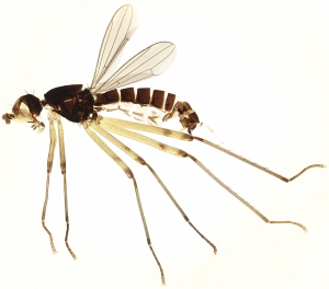 Лето под микроскопом 24 Июль 2013 16:43 второе Лето под микроскопом 24 Июль 2013 16:43 второе