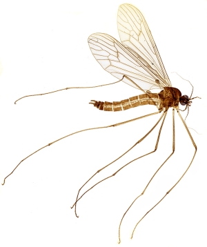 Лето под микроскопом 24 Июль 2013 16:43 первое Лето под микроскопом 24 Июль 2013 16:43 первое