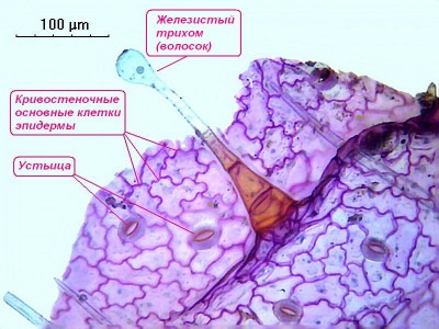Удивительные фотографии под микроскопом 29 Октябрь 2014 21:55 Удивительные фотографии под микроскопом 29 Октябрь 2014 21:55