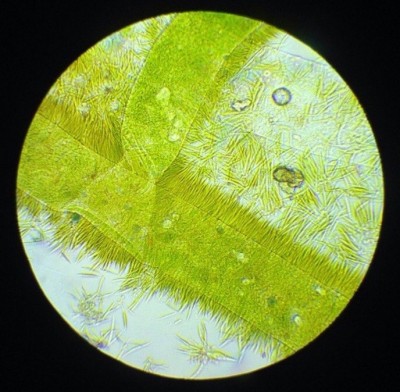 Как приготовить постоянный микропрепарат? 30 Октябрь 2014 00:23 Как приготовить постоянный микропрепарат? 30 Октябрь 2014 00:23