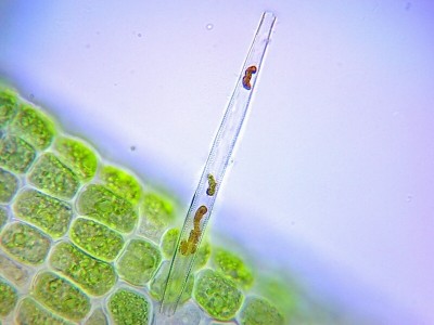 Как приготовить постоянный микропрепарат? 30 Октябрь 2014 22:30 Как приготовить постоянный микропрепарат? 30 Октябрь 2014 22:30