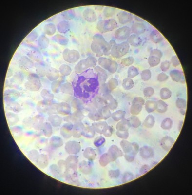 Удивительные фотографии под микроскопом 01 Ноябрь 2014 01:00 Удивительные фотографии под микроскопом 01 Ноябрь 2014 01:00