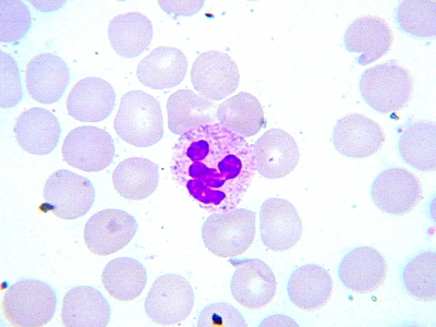 Удивительные фотографии под микроскопом 01 Ноябрь 2014 09:45 Удивительные фотографии под микроскопом 01 Ноябрь 2014 09:45