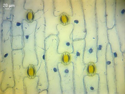 Как приготовить постоянный микропрепарат? 01 Ноябрь 2014 14:18 Как приготовить постоянный микропрепарат? 01 Ноябрь 2014 14:18