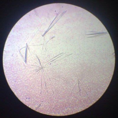 Как приготовить постоянный микропрепарат? 01 Ноябрь 2014 16:46 Как приготовить постоянный микропрепарат? 01 Ноябрь 2014 16:46