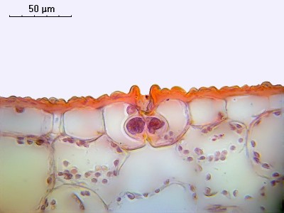 Удивительные фотографии под микроскопом 02 Ноябрь 2014 22:26 третье Удивительные фотографии под микроскопом 02 Ноябрь 2014 22:26 третье