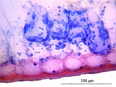 Удивительные фотографии под микроскопом 02 Ноябрь 2014 22:26 второе Удивительные фотографии под микроскопом 02 Ноябрь 2014 22:26 второе