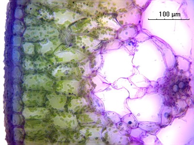 Удивительные фотографии под микроскопом 02 Ноябрь 2014 22:26 первое Удивительные фотографии под микроскопом 02 Ноябрь 2014 22:26 первое