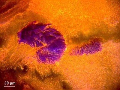 Удивительные фотографии под микроскопом 11 Ноябрь 2014 23:32 четвертое Удивительные фотографии под микроскопом 11 Ноябрь 2014 23:32 четвертое