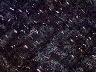 Удивительные фотографии под микроскопом 14 Ноябрь 2014 19:13 первое Удивительные фотографии под микроскопом 14 Ноябрь 2014 19:13 первое