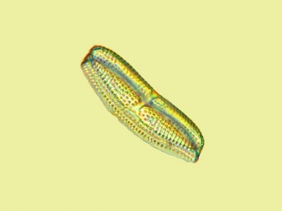 Удивительные фотографии под микроскопом 07 Декабрь 2014 11:42 второе Удивительные фотографии под микроскопом 07 Декабрь 2014 11:42 второе