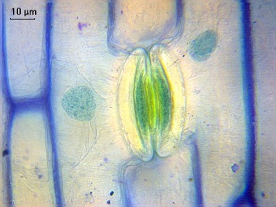 Удивительные фотографии под микроскопом 14 Декабрь 2014 19:24 Удивительные фотографии под микроскопом 14 Декабрь 2014 19:24