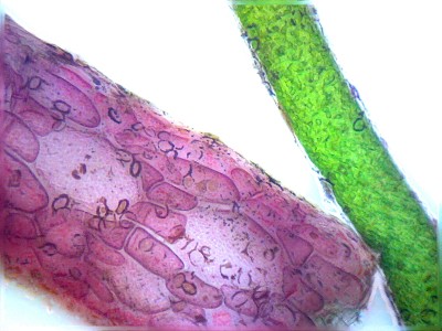 Удивительные фотографии под микроскопом 25 Декабрь 2014 21:10 второе Удивительные фотографии под микроскопом 25 Декабрь 2014 21:10 второе