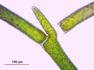 Удивительные фотографии под микроскопом 25 Декабрь 2014 21:10 первое Удивительные фотографии под микроскопом 25 Декабрь 2014 21:10 первое