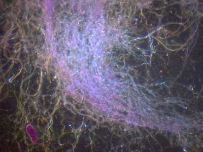 Удивительные фотографии под микроскопом 30 Декабрь 2014 12:42 пятое Удивительные фотографии под микроскопом 30 Декабрь 2014 12:42 пятое