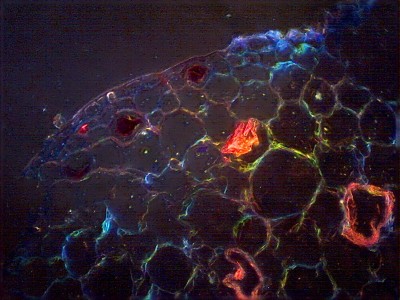 Удивительные фотографии под микроскопом 30 Декабрь 2014 12:42 четвертое Удивительные фотографии под микроскопом 30 Декабрь 2014 12:42 четвертое