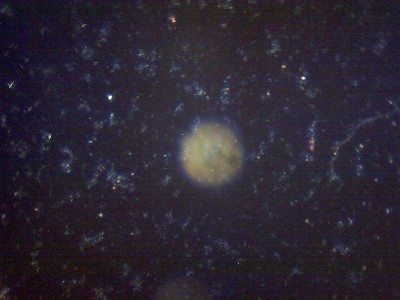 Удивительные фотографии под микроскопом 30 Декабрь 2014 12:42 третье Удивительные фотографии под микроскопом 30 Декабрь 2014 12:42 третье