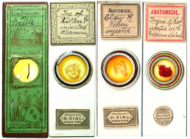 Как приготовить постоянный микропрепарат? 15 Август 2013 12:48 второе Как приготовить постоянный микропрепарат? 15 Август 2013 12:48 второе