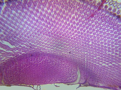 Удивительные фотографии под микроскопом 05 Январь 2015 01:42 второе Удивительные фотографии под микроскопом 05 Январь 2015 01:42 второе