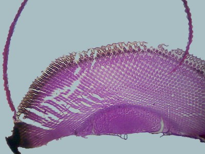 Удивительные фотографии под микроскопом 05 Январь 2015 01:42 первое Удивительные фотографии под микроскопом 05 Январь 2015 01:42 первое