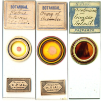 Как приготовить постоянный микропрепарат? 15 Август 2013 12:48 первое Как приготовить постоянный микропрепарат? 15 Август 2013 12:48 первое