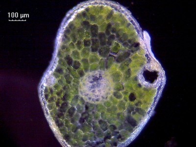 Удивительные фотографии под микроскопом 07 Январь 2015 22:15 Удивительные фотографии под микроскопом 07 Январь 2015 22:15