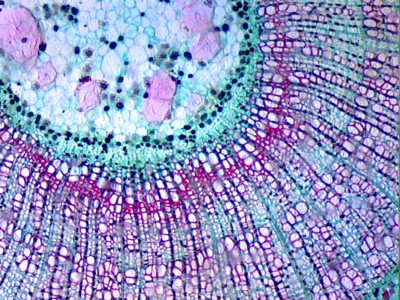 Удивительные фотографии под микроскопом 16 Август 2013 15:22 второе Удивительные фотографии под микроскопом 16 Август 2013 15:22 второе