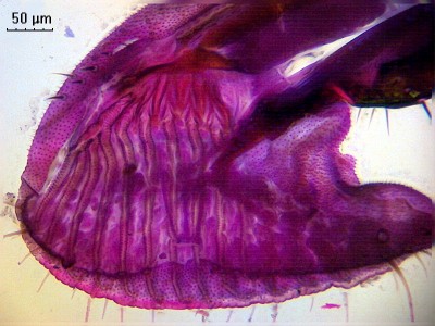 Удивительные фотографии под микроскопом 17 Январь 2015 20:48 Удивительные фотографии под микроскопом 17 Январь 2015 20:48