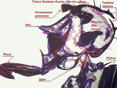 Удивительные фотографии под микроскопом 18 Январь 2015 15:24 Удивительные фотографии под микроскопом 18 Январь 2015 15:24