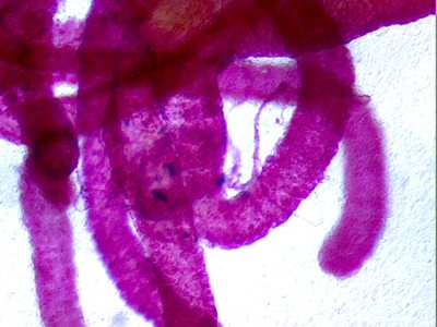 Удивительные фотографии под микроскопом 19 Август 2013 10:42 третье Удивительные фотографии под микроскопом 19 Август 2013 10:42 третье