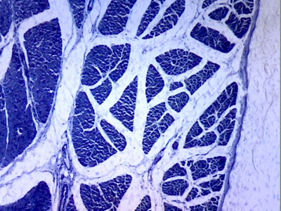 Удивительные фотографии под микроскопом 19 Август 2013 10:42 второе Удивительные фотографии под микроскопом 19 Август 2013 10:42 второе