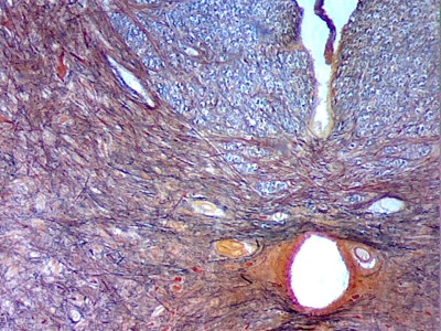 Удивительные фотографии под микроскопом 19 Август 2013 10:42 первое Удивительные фотографии под микроскопом 19 Август 2013 10:42 первое