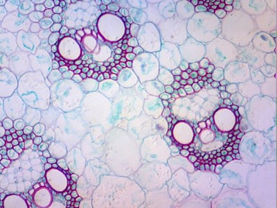 Удивительные фотографии под микроскопом 19 Август 2013 10:57 третье Удивительные фотографии под микроскопом 19 Август 2013 10:57 третье