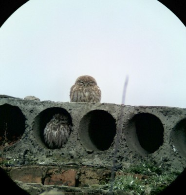 Телескоп Sky-Watcher 909AZ3 и аналоги 01 Апрель 2015 11:53 первое Телескоп Sky-Watcher 909AZ3 и аналоги 01 Апрель 2015 11:53 первое