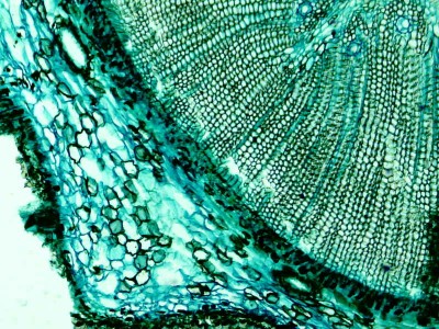 Удивительные фотографии под микроскопом 19 Сентябрь 2013 13:18 Удивительные фотографии под микроскопом 19 Сентябрь 2013 13:18