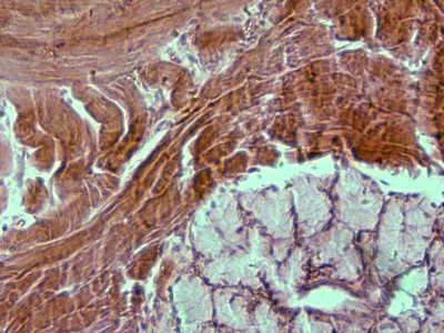 Удивительные фотографии под микроскопом 19 Сентябрь 2013 13:19 Удивительные фотографии под микроскопом 19 Сентябрь 2013 13:19