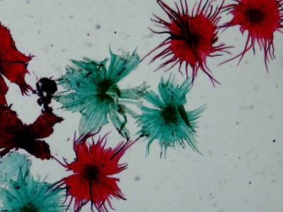 Удивительные фотографии под микроскопом 19 Сентябрь 2013 13:23 Удивительные фотографии под микроскопом 19 Сентябрь 2013 13:23