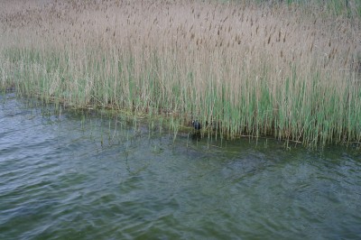 На отдыхе с биноклем 17 Май 2015 11:10 четвертое На отдыхе с биноклем 17 Май 2015 11:10 четвертое