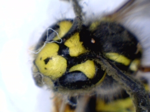 Удивительные фотографии под микроскопом 20 Март 2013 16:55 второе Удивительные фотографии под микроскопом 20 Март 2013 16:55 второе