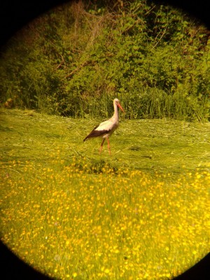 Первое впечатление от Arsenal 15x70 и Arsenal 20x80 19 Июль 2015 21:32 четвертое Первое впечатление от Arsenal 15x70 и Arsenal 20x80 19 Июль 2015 21:32 четвертое